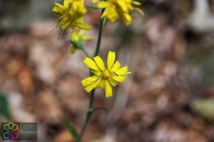 hieracium lachenalii(4).jpg